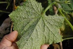 農業科研工作需要葉綠素測定儀